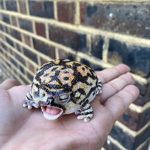 Realistic Male Black Rain Frog Screaming pose , 8 cm length