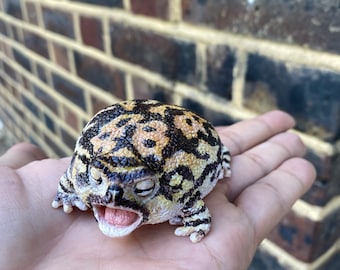 Realistic Male Black Rain Frog Screaming pose , 8 cm length