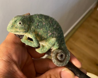 Realistic Green Chameleon Sculpture - 10 cm length