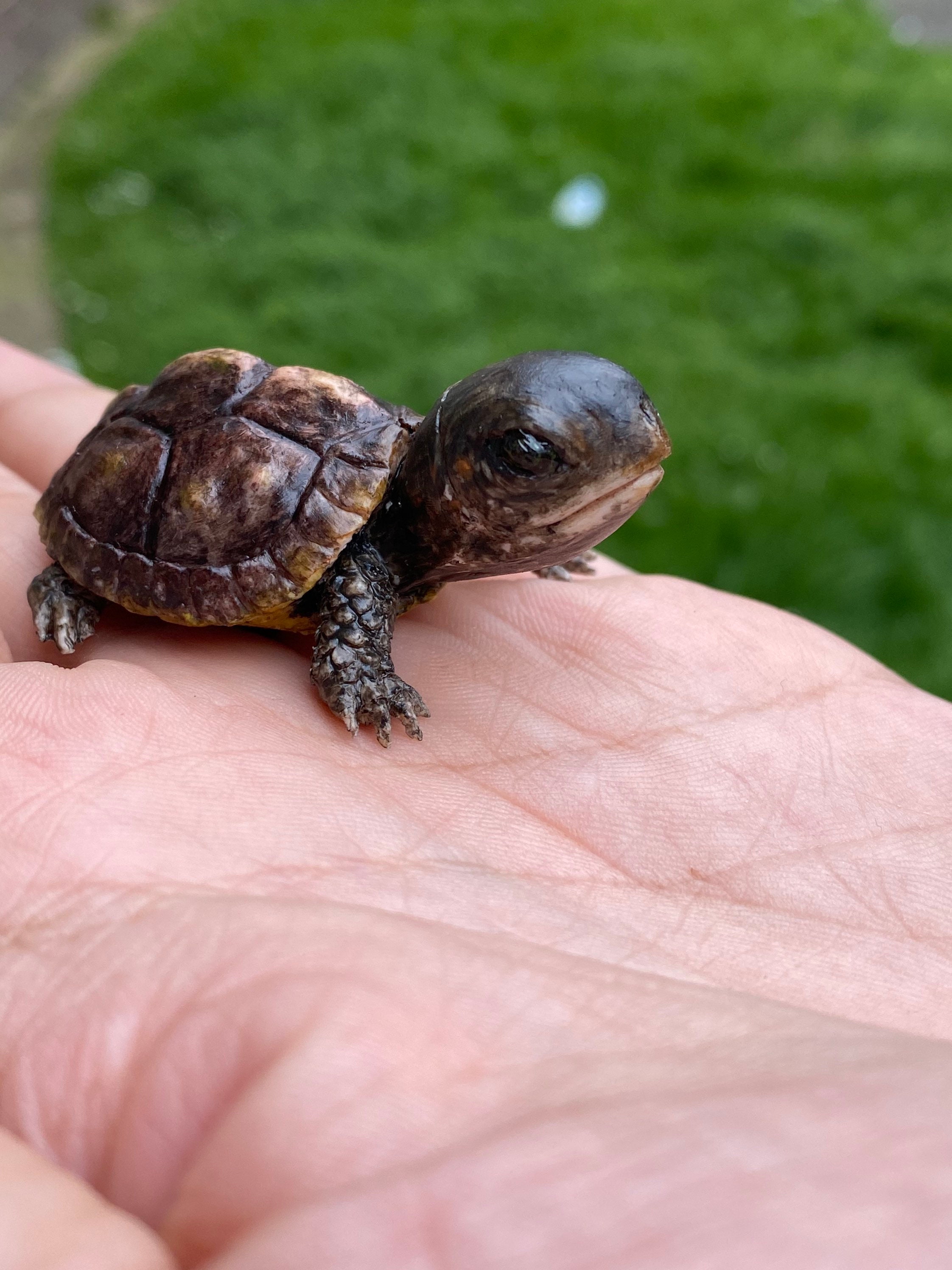 赤ちゃん亀の置物。体長3cm、かわいい亀です。 - Etsy 日本