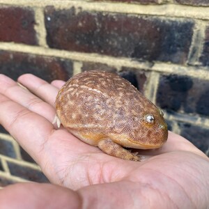 May include: A brown and tan frog with green eyes sitting on a person's hand. The frog has a bumpy texture and is about the size of a golf ball.