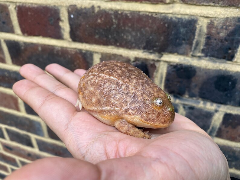 May include: A brown and tan frog with green eyes sitting on a person's hand. The frog has a bumpy texture and is about the size of a golf ball.