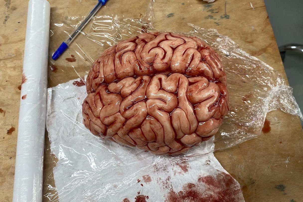 リアルなシリコン製人間の脳、長さ16cm/実物大 - Etsy 日本