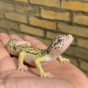 May include: A small, yellow and black leopard gecko with black spots on its back and tail. The gecko is sitting on a person's hand.