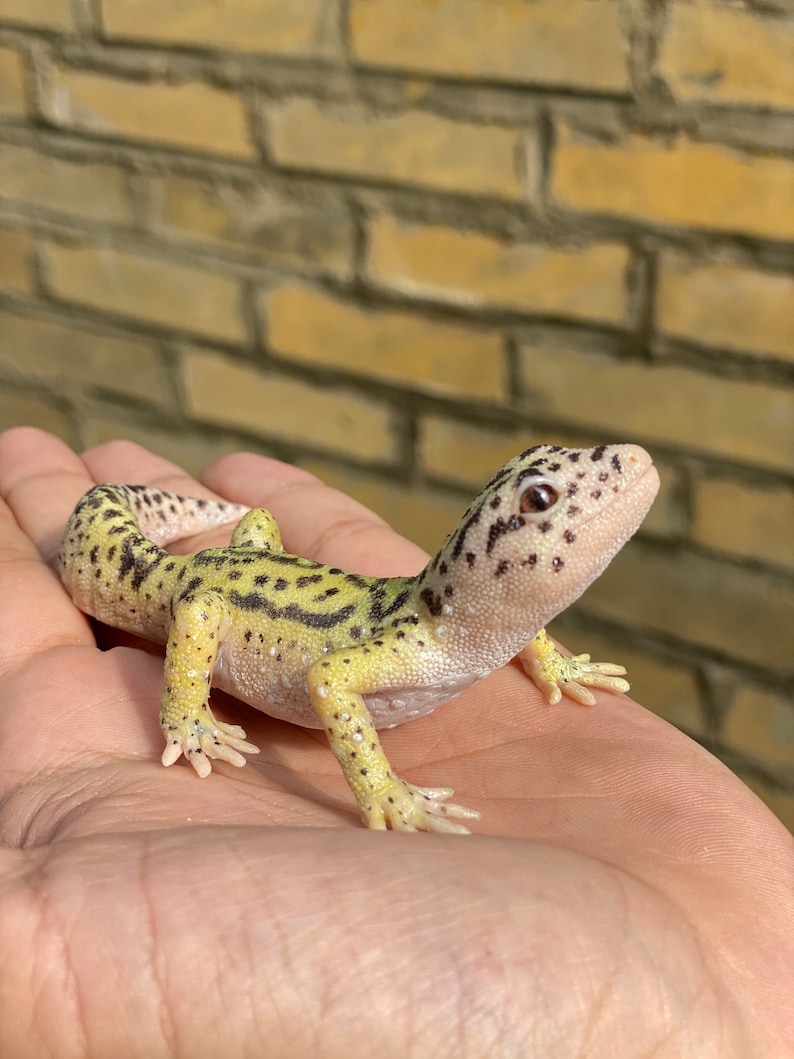 May include: A small, yellow and black leopard gecko with black spots on its back and tail. The gecko is sitting on a person's hand.