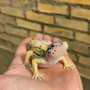 May include: A small, yellow and black leopard gecko with white spots on its back and head, sitting on a person's hand.