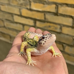 Leopard Gecko figurine 12 cm length image 4