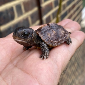 Baby Turtle Figurine . 3cm length , cute turtle