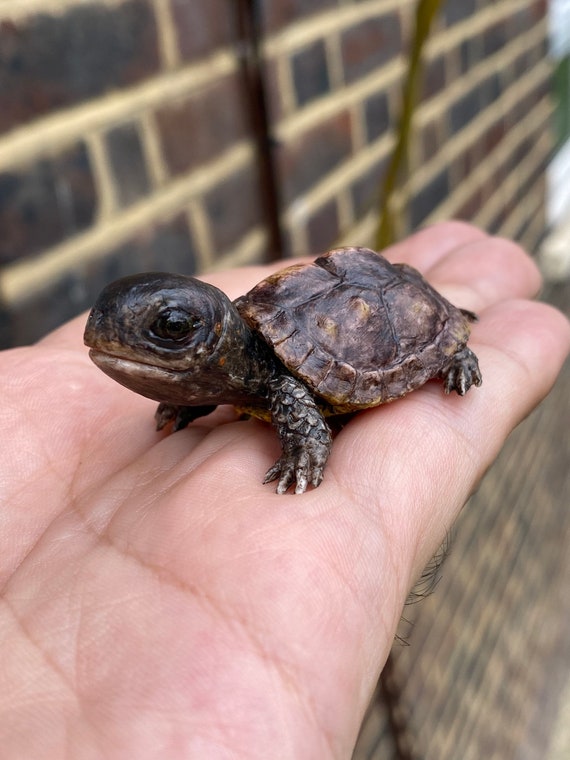 Bébé Tortue