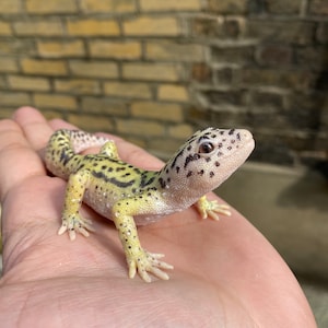 May include: A small, yellow and black leopard gecko with white spots on its back, sitting on a person's hand.