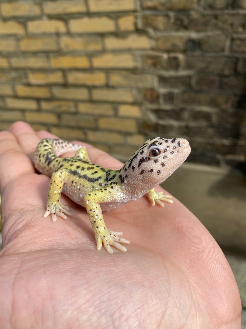 May include: A small, yellow and black leopard gecko with white spots on its back, sitting on a person's hand.