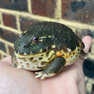 African BullFrog / Pixie Frog Figurine 10 cm length..