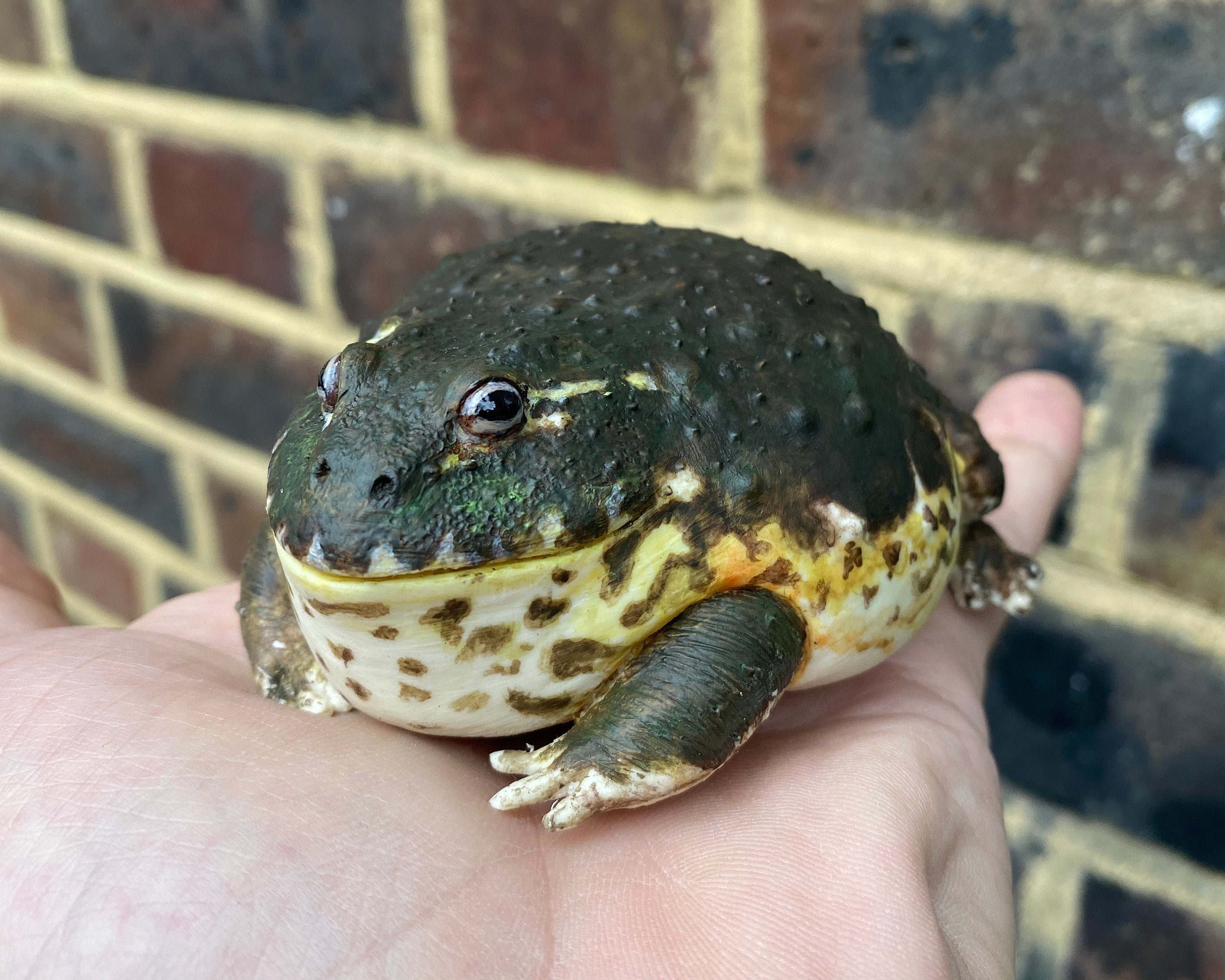 African bullfrog - Etsy 日本 African bullfrog - Etsy 日本