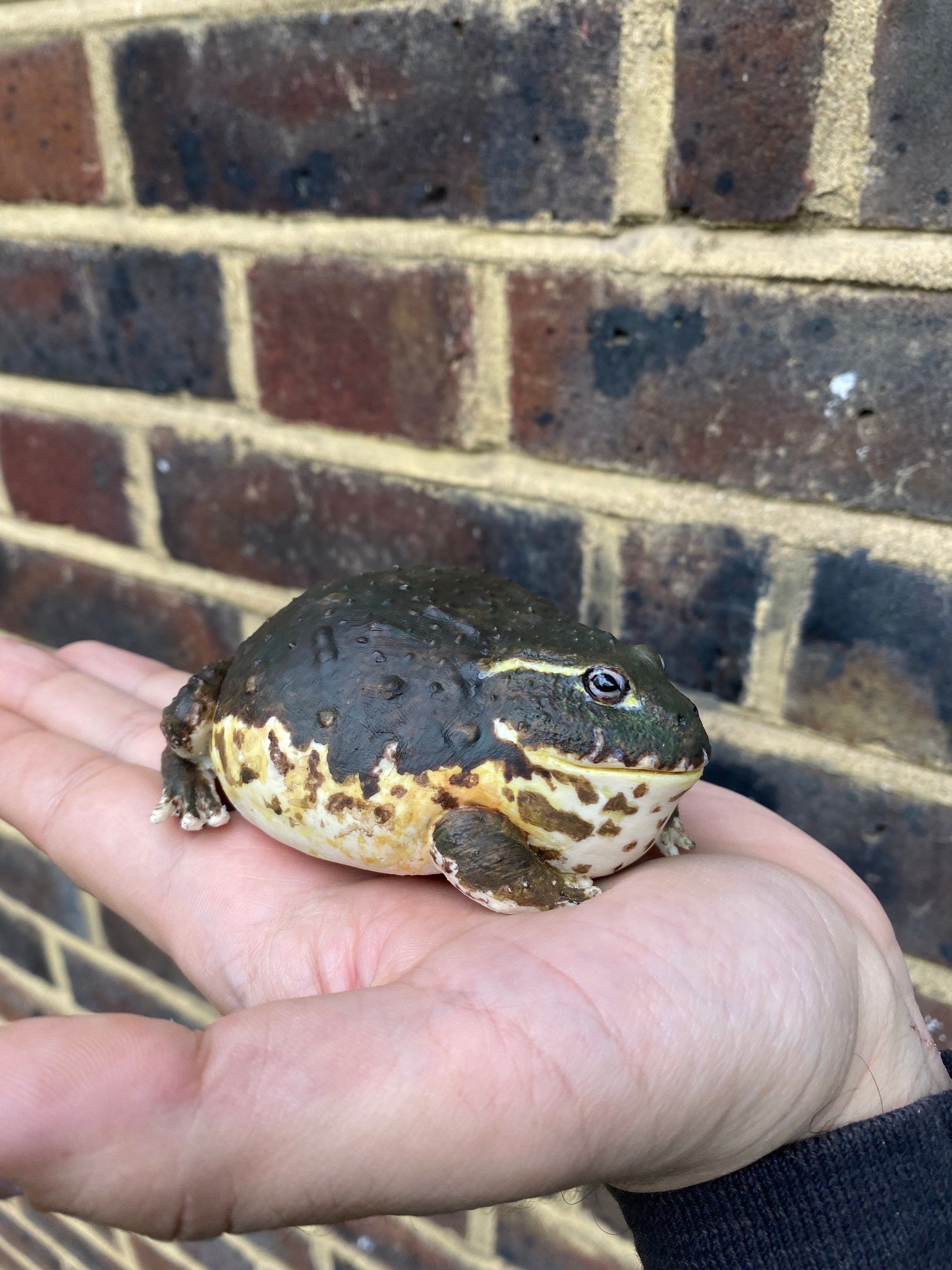 アフリカウシガエル / ピクシーフロッグの置物 長さ 10 cm。 - Etsy 日本