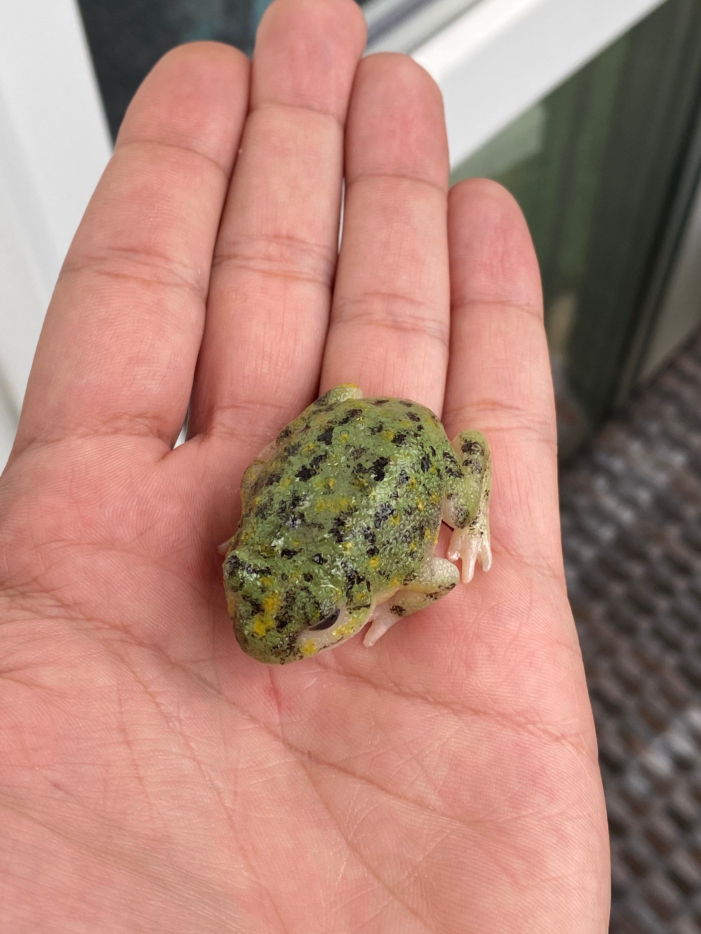 アンティーク　屋久杉ヒキガエル アンティーク 屋久杉ヒキガエル