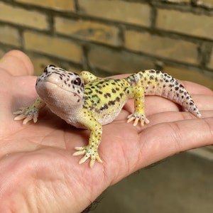 May include: A small, yellow and black leopard gecko with white spots on its body. The gecko is sitting on a person's hand.