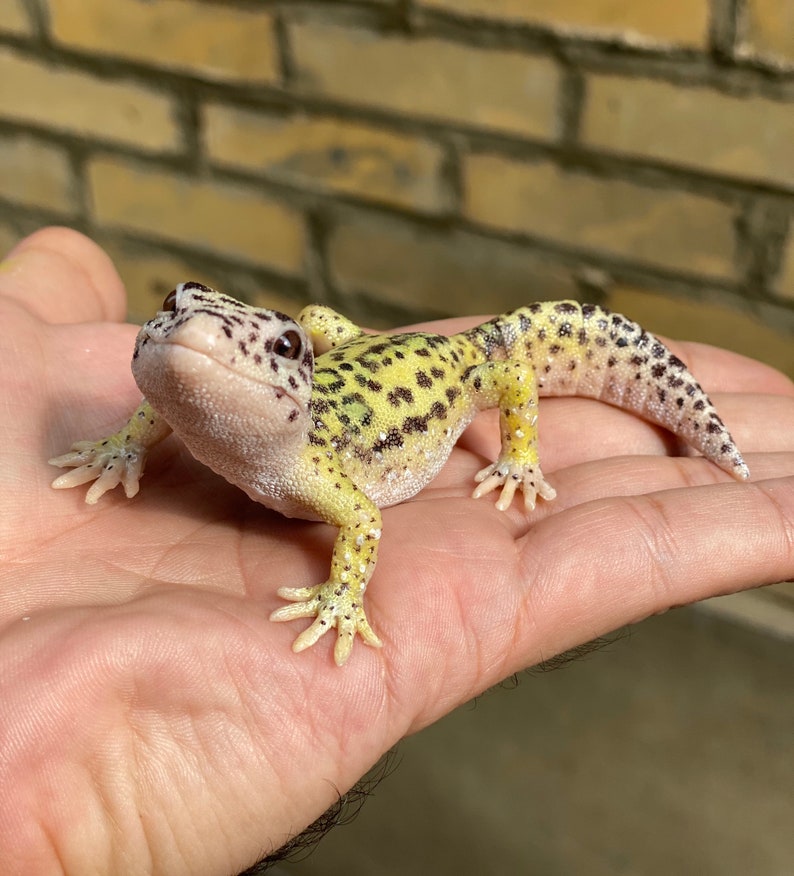 May include: A small, yellow and black leopard gecko with white spots on its body. The gecko is sitting on a person's hand.