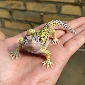 May include: A small, yellow and black leopard gecko with white spots on its back and tail. The gecko is sitting on a person's hand.
