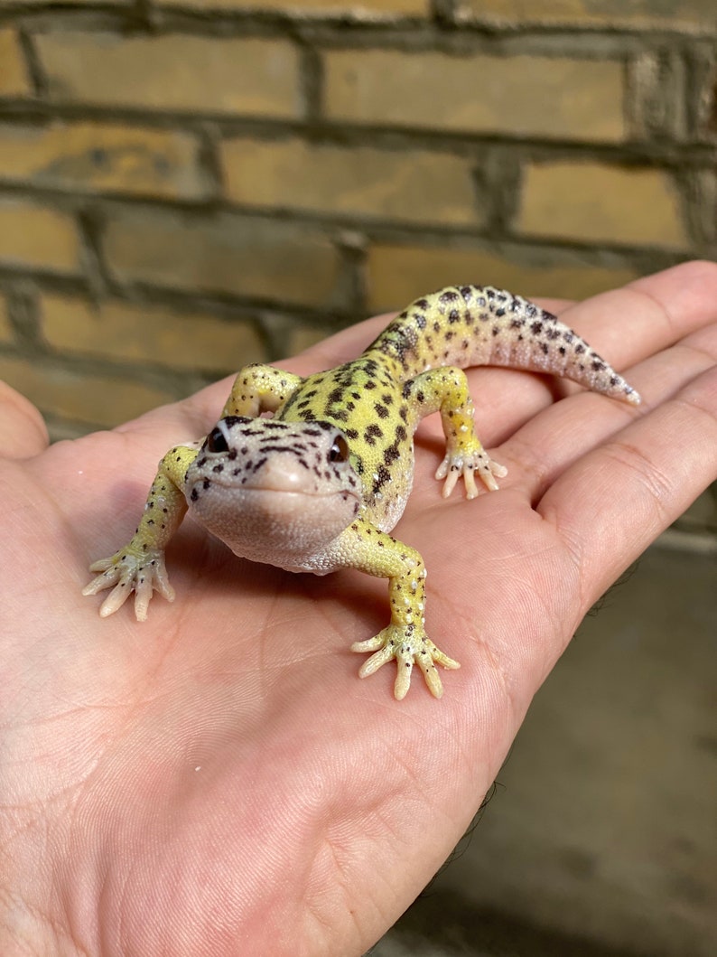 May include: A small, yellow and black leopard gecko with white spots on its back and tail. The gecko is sitting on a person's hand.