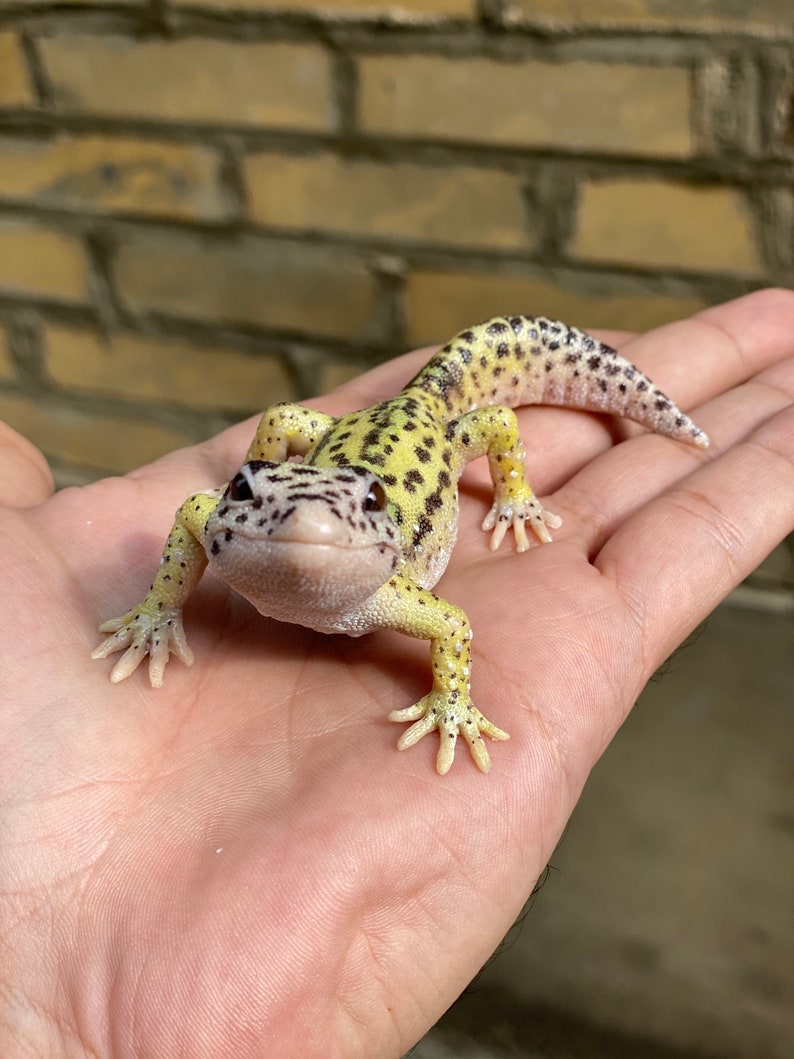 Leopard Gecko figurine 12 cm length image 5