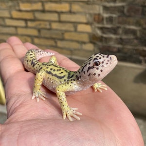 Leopard Gecko figurine 12 cm length