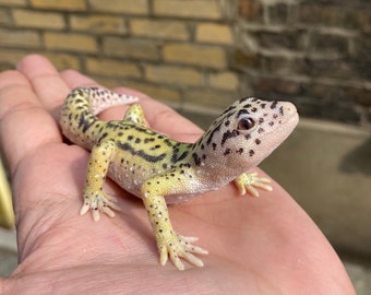 Leopard Gecko figurine 12 cm length