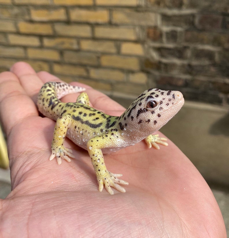 May include: A small, yellow and black leopard gecko with white spots on its body. The gecko is sitting on a person's hand.