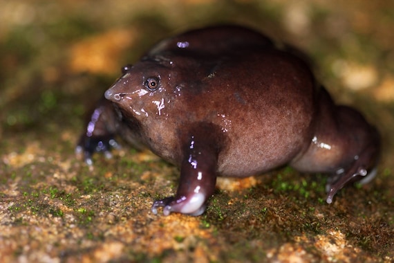 Purple Frog / Pignose Frog Figurine - Etsy Canada