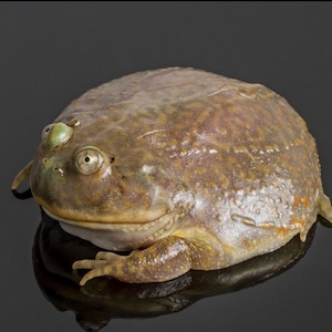 May include: A close-up of a brown and gray frog with large, bulging eyes. The frog has a bumpy, textured skin and is sitting on a black surface.