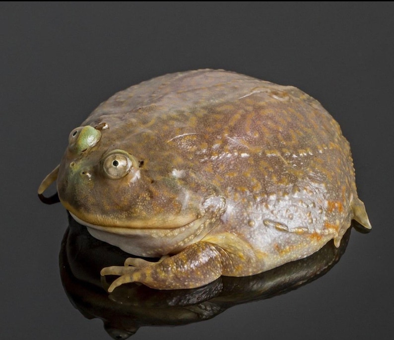 May include: A close-up of a brown and gray frog with large, bulging eyes. The frog has a bumpy, textured skin and is sitting on a black surface.