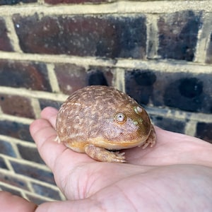 May include: A brown and tan frog with green eyes sitting in a person's hand. The frog has a bumpy texture and is about the size of a golf ball.