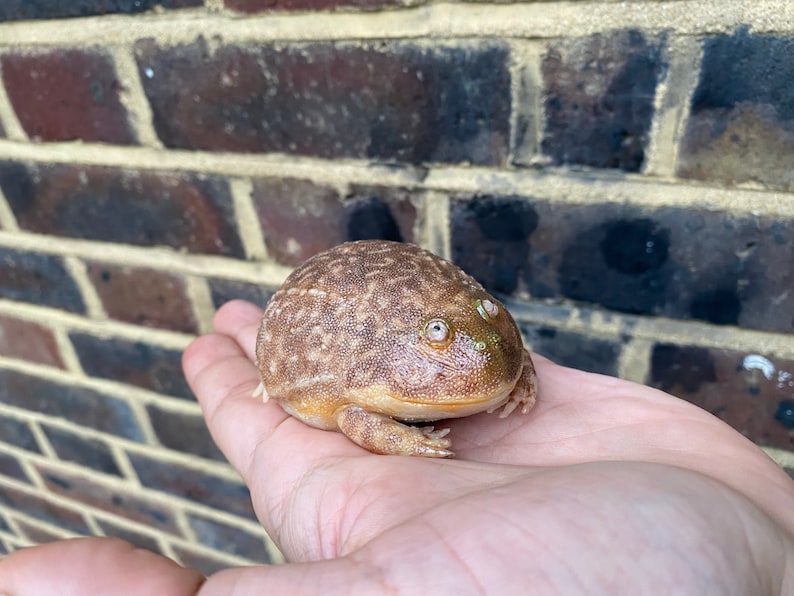 May include: A brown and tan frog with green eyes sitting in a person's hand. The frog has a bumpy texture and is about the size of a golf ball.