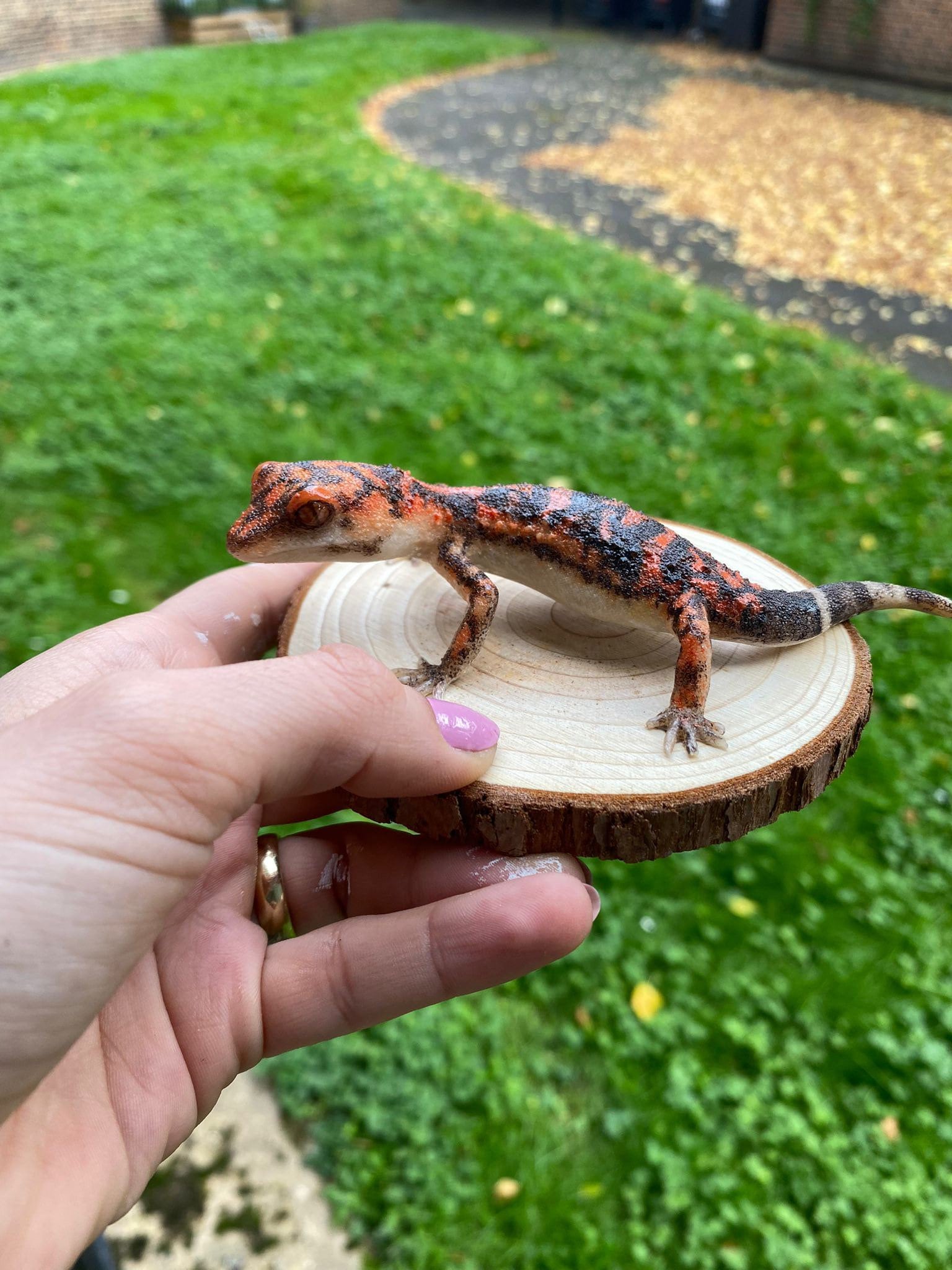 斑点のあるヤモリまたは日本の洞窟ヤモリの置物 長さ14 cm - Etsy 日本