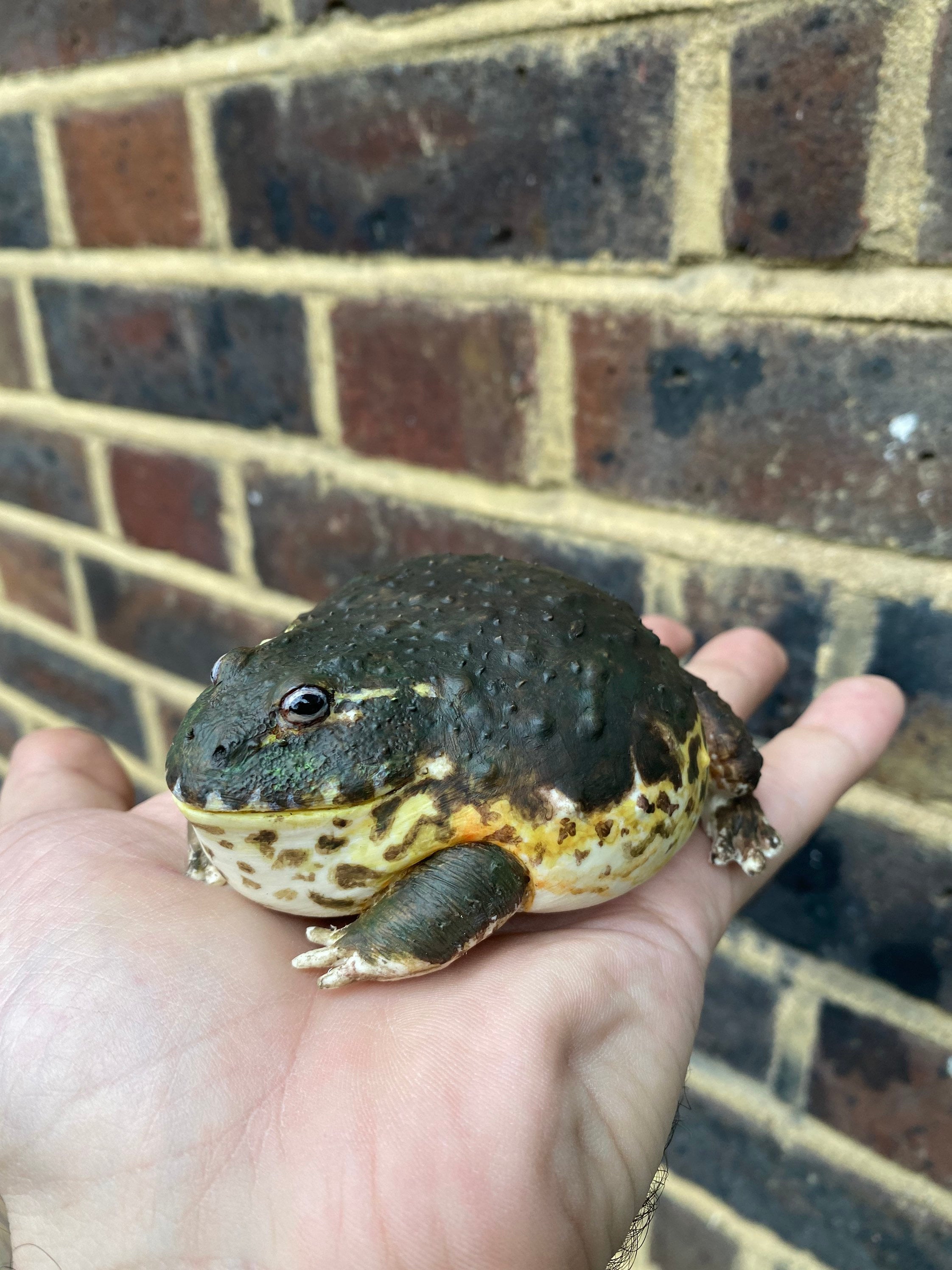 ウシガエル アフリカウシガエル / ピクシーフロッグの置物 長さ 10 cm。 - Etsy 日本