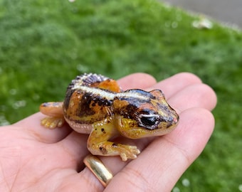 Baby yellow Tiger Thick-Toed Gecko figurine 5 cm length