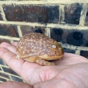 May include: A brown and tan frog with white spots and green eyes is sitting on a person's hand. The frog has a bumpy texture and is about the size of a small apple.
