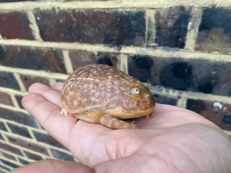 May include: A brown and tan frog with white spots and green eyes is sitting on a person's hand. The frog has a bumpy texture and is about the size of a small apple.