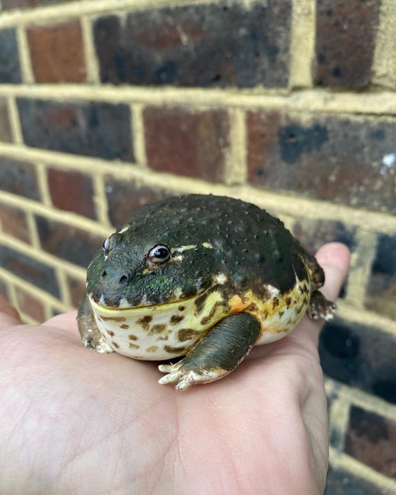 アフリカウシガエル / ピクシーフロッグの置物 長さ 10 cm。 - Etsy 日本