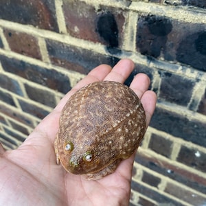 May include: A brown and white frog with green eyes is held in a person's hand. The frog has a bumpy texture and is sitting on its hind legs.