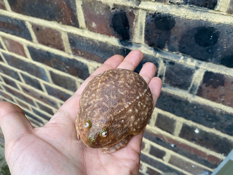 May include: A brown and white frog with green eyes is held in a person's hand. The frog has a bumpy texture and is sitting on its hind legs.