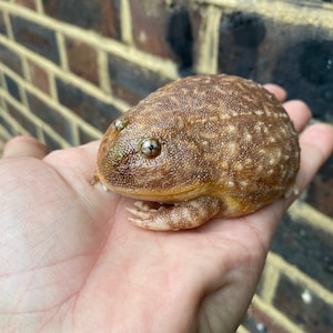 May include: A brown and tan frog with a bumpy texture and large, dark eyes. The frog is sitting on a person's hand.