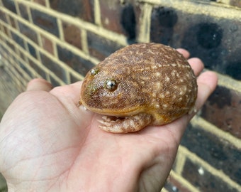 Budgett’s Frog figurine, hippo frog - 8cm lenght