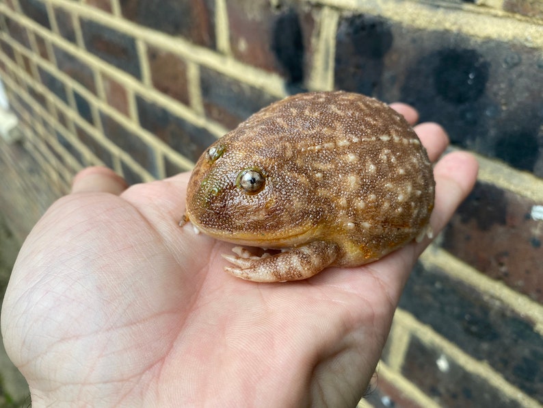 May include: A brown and tan frog with a bumpy texture and large, dark eyes. The frog is sitting on a person's hand.