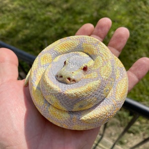 Albino Ball Python (10 cm diameter)