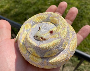 Pitón bola albina (10 cm de diámetro)