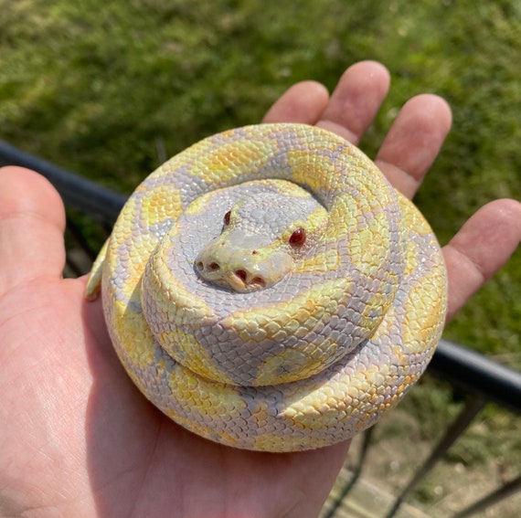 Albino ball python 10 cm diameter etsy