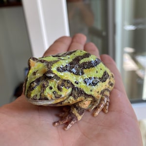 Realistic Argentine Horned Frog Figurine