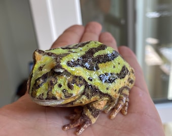 Realistic Argentine Horned Frog Figurine