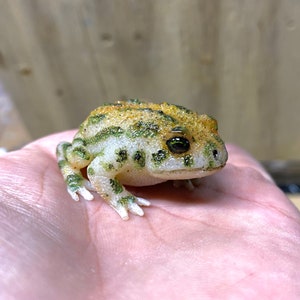 Baby Toad Figurine...