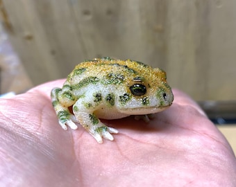 May include: A small, green and white frog with brown spots sitting on a hand. The frog has large, black eyes.